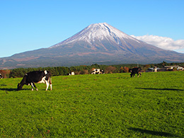 富士山と放牧