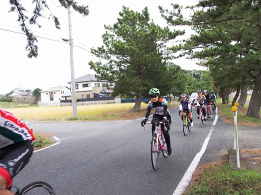 掛川松並木 掛川松並木