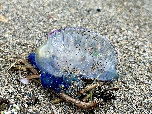 カツオノエボシ カツオノエボシ