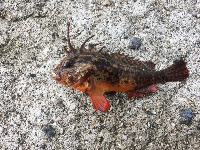 ハオコゼ ハオコゼ